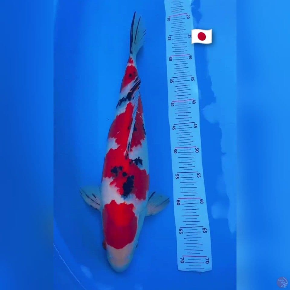 taisho sanke import 48cm
