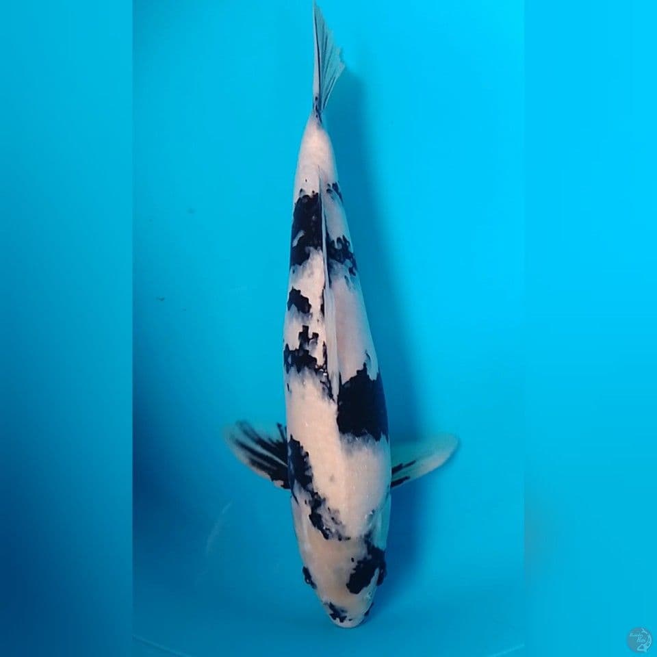 Shiro utsuri 44cm