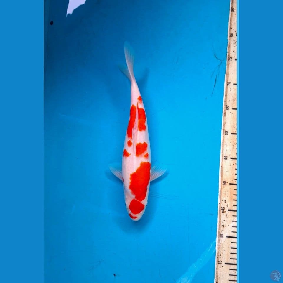F1 Kohaku 33cm Female