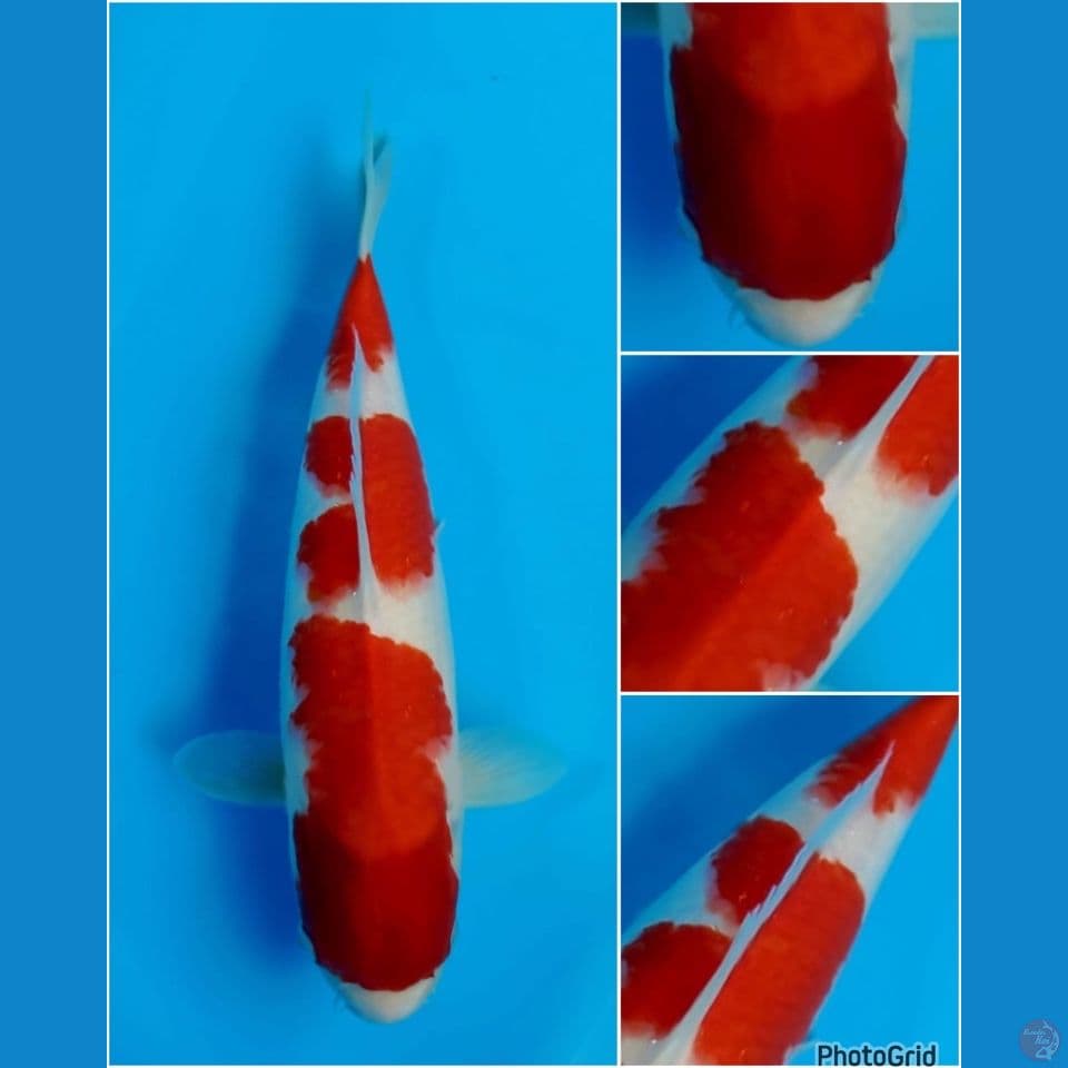 37cm - super red kohaku