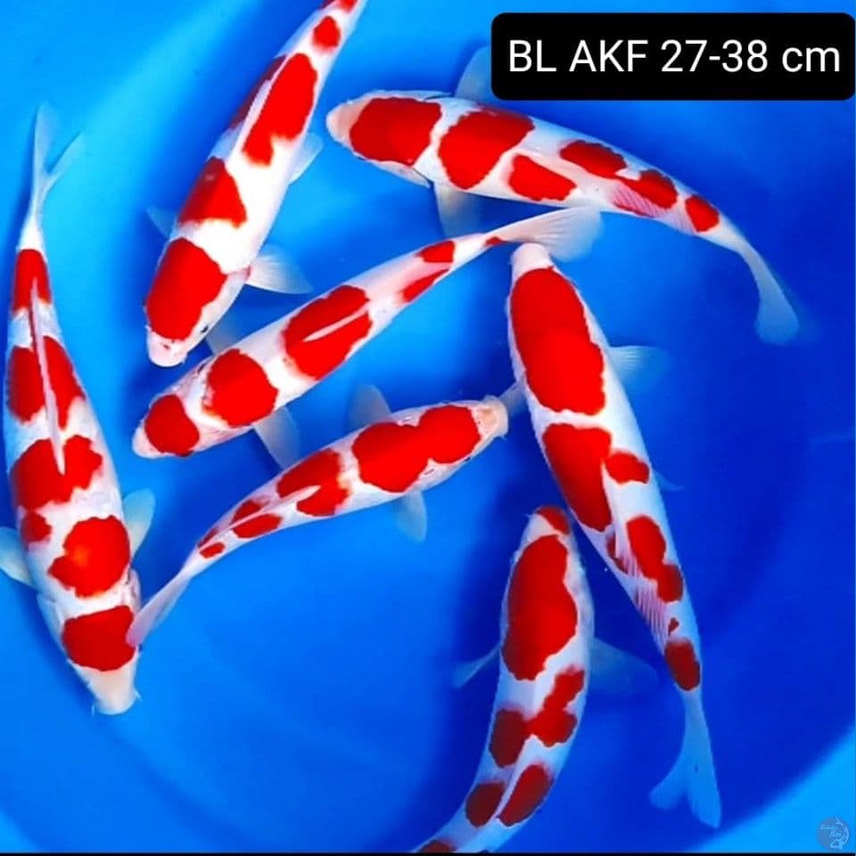 BL AKF 27-38 cm