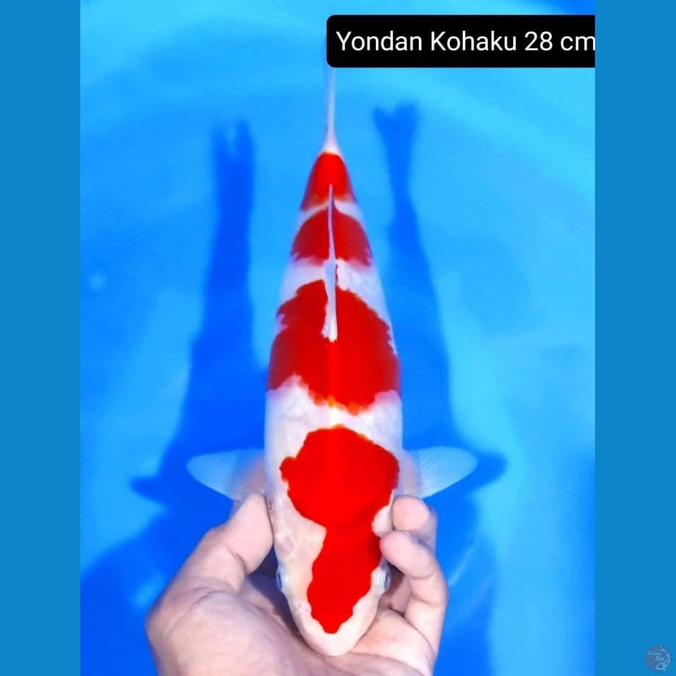 kohaku 28 cm