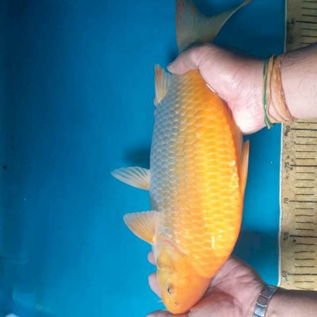 Karasi