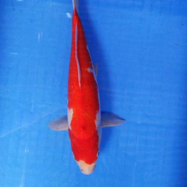 Kohaku Body Rudal