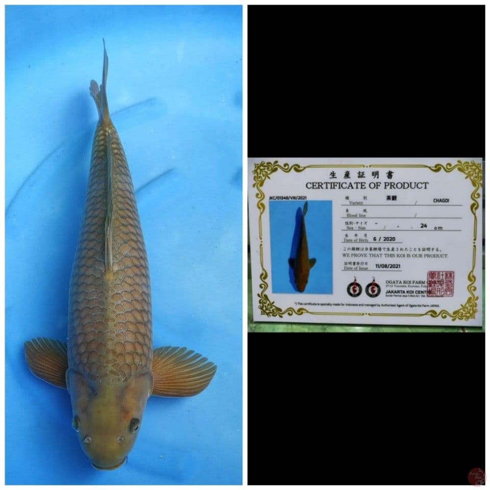 jumbo Chagoi Ogata