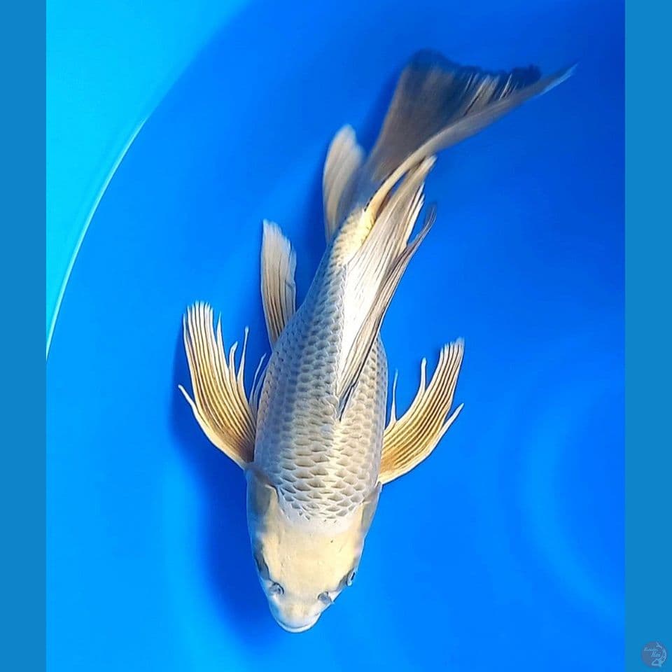 KUMPAY SB GOLD 36CM