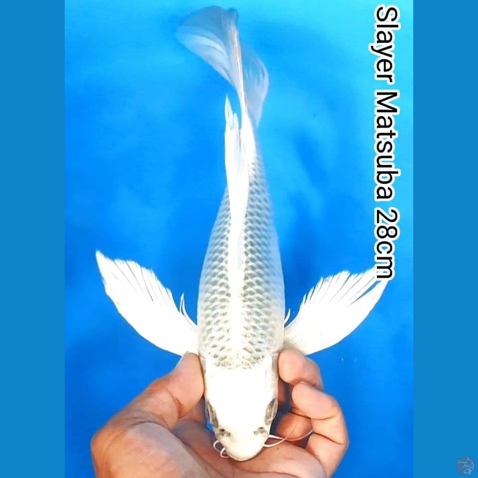 seleyer matsuba 28cm