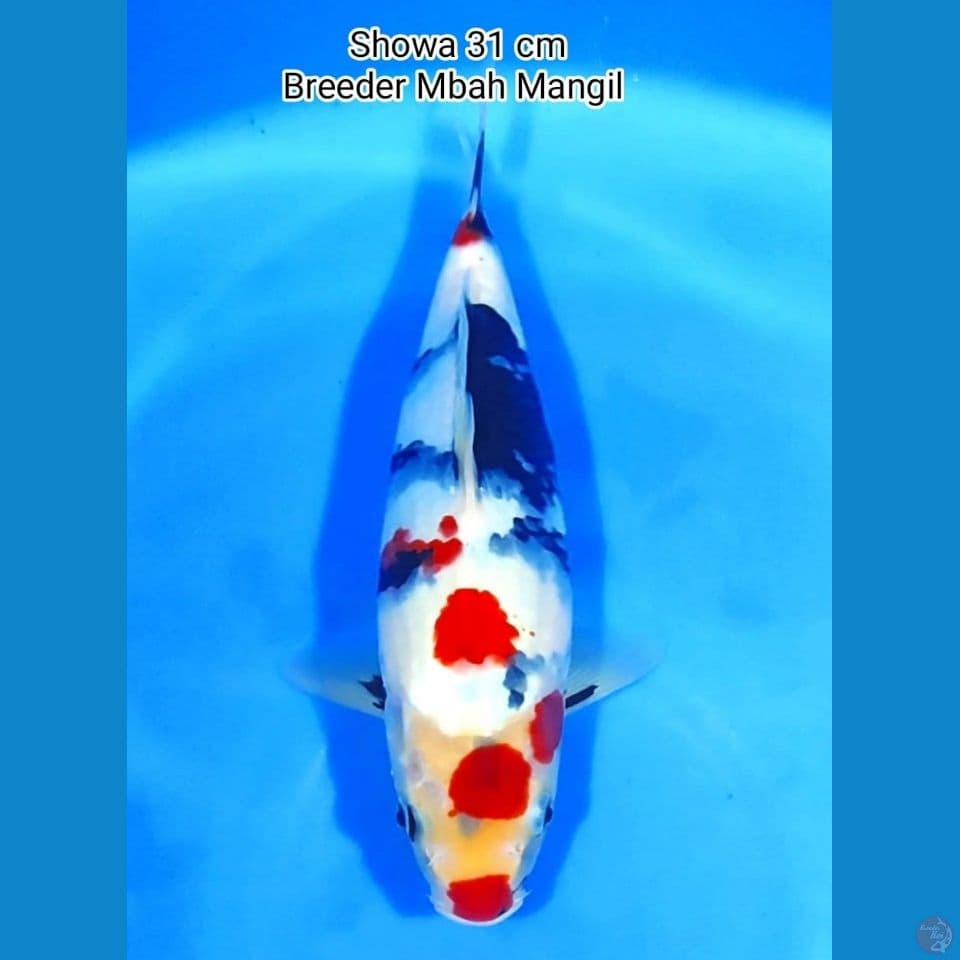 kindai showa 31cm