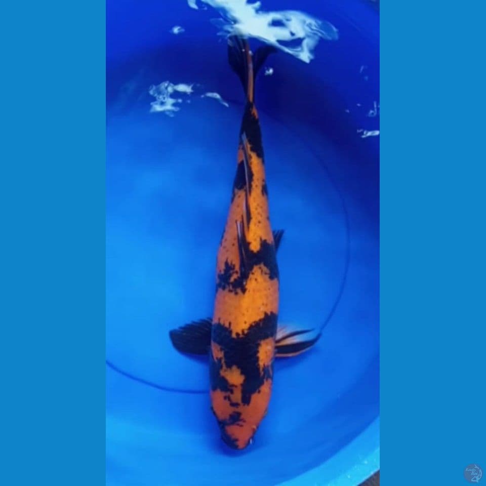 F47CM HI SHOWA