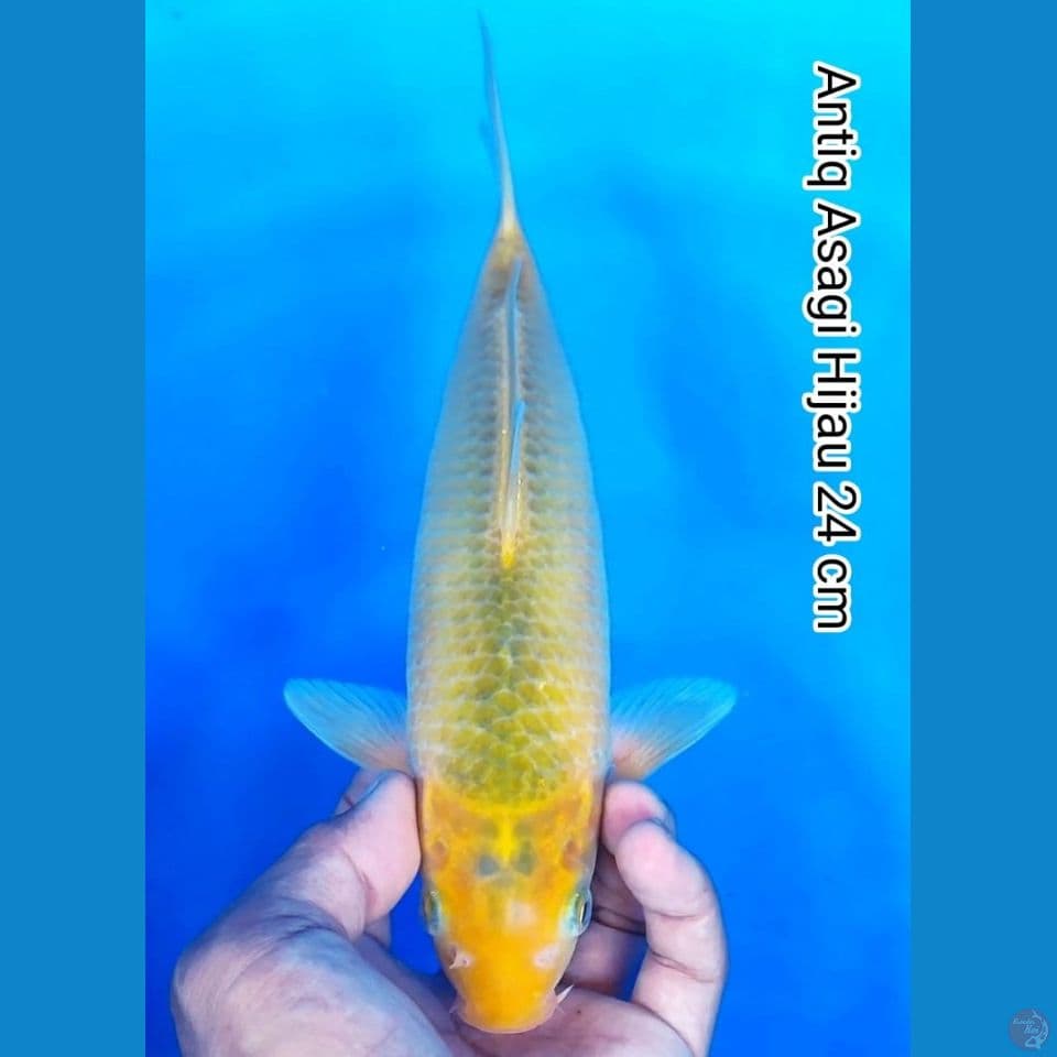 asagi hijau pupus antiq 24cm