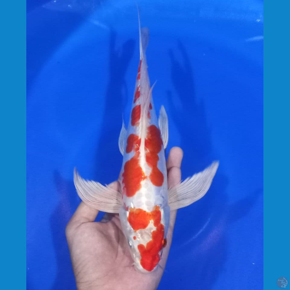 KUMPAY KIKUSHUI 30CM