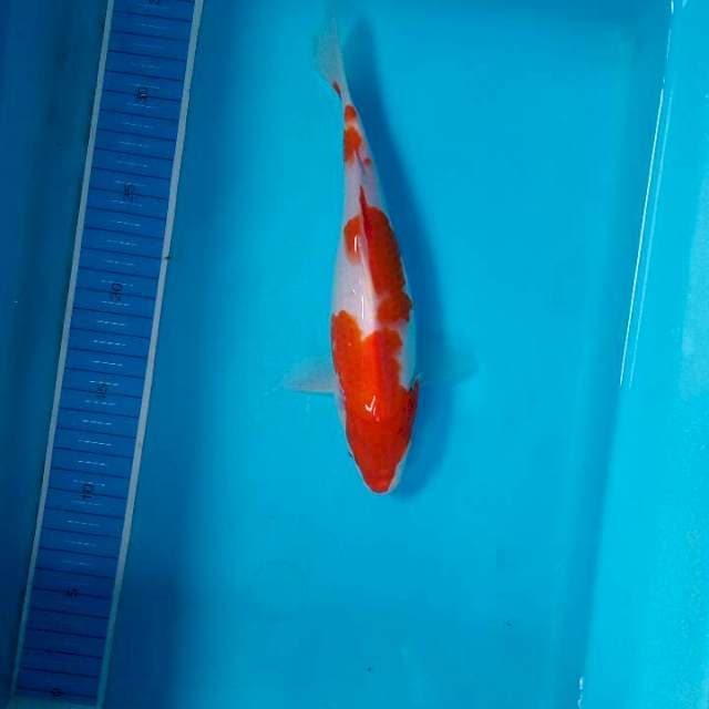 Kohaku