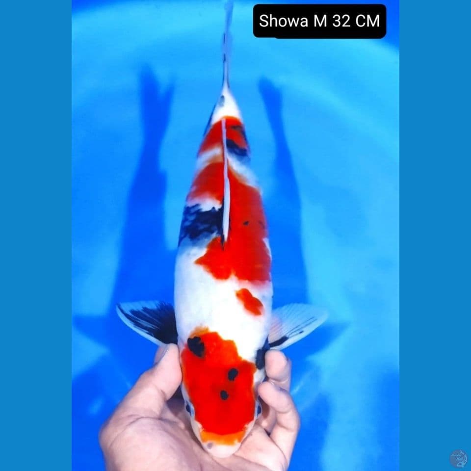 showa 32cm
