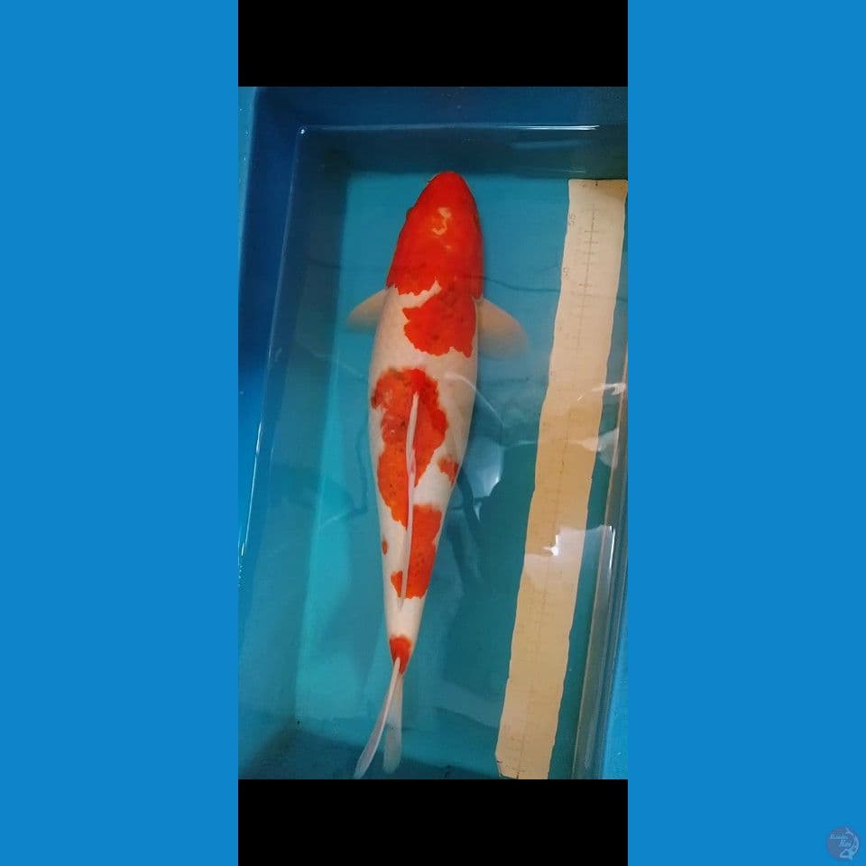 aigoromo 55cm female