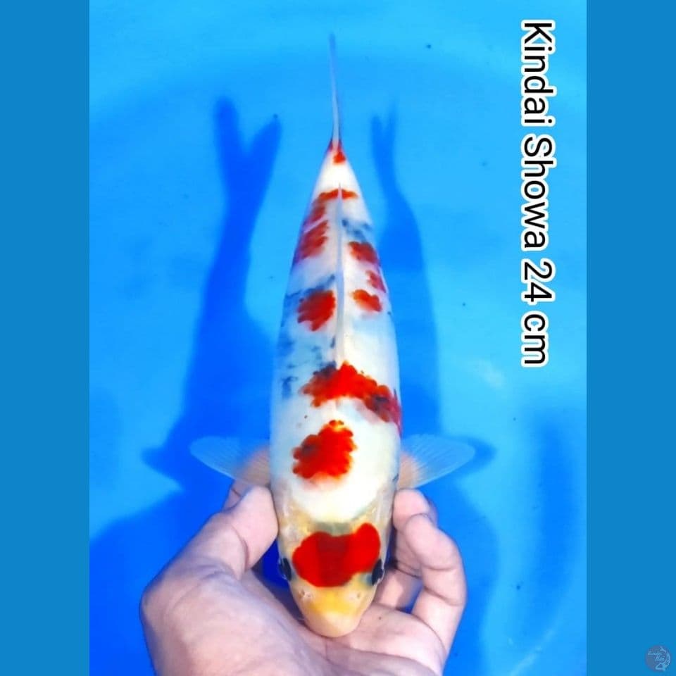 kindai showa 24cm