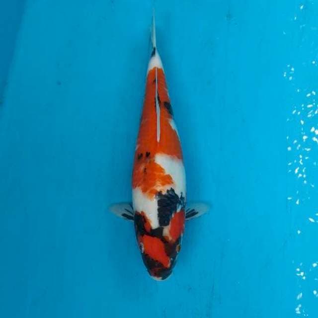 SHOWA 33 CM ( BKS)