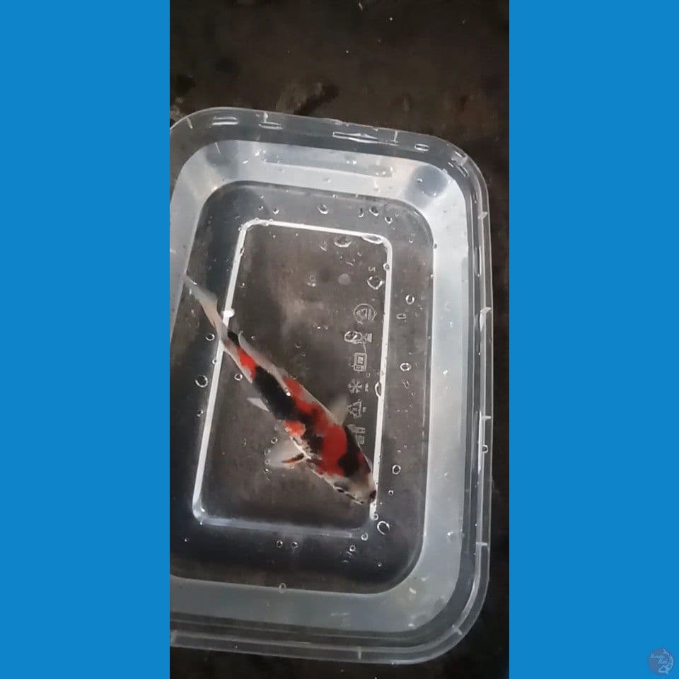 Mini showa 11cm