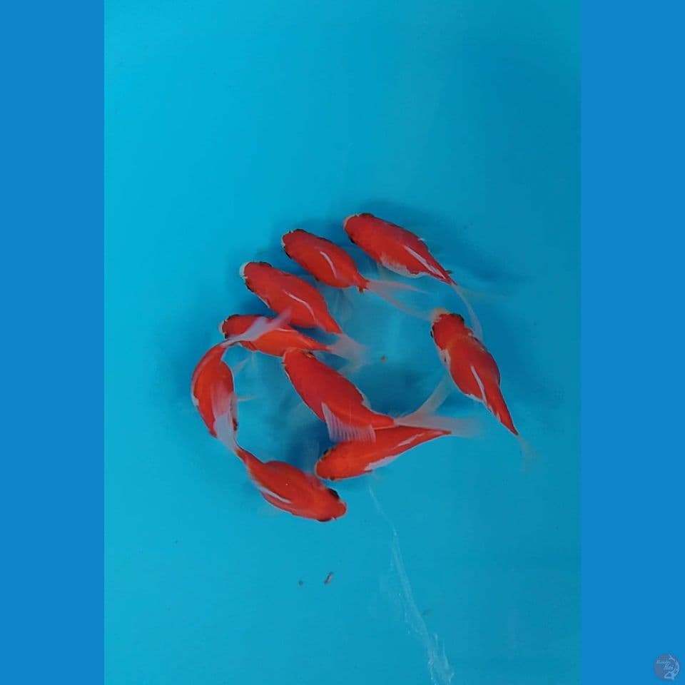 tamasaba longtail sodtail 9 10 cm