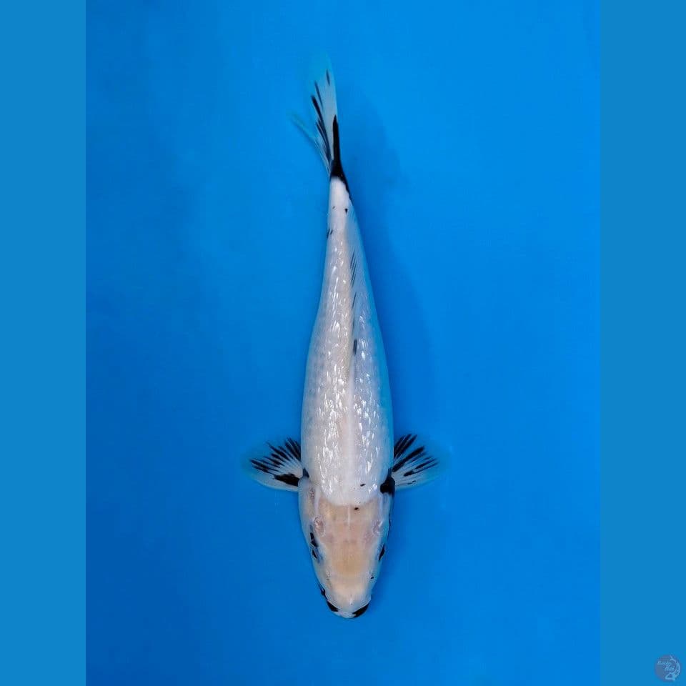 SHIRO GINRIN 30CM