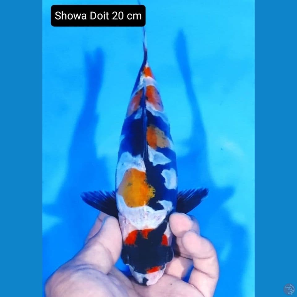 showa doit 20cm