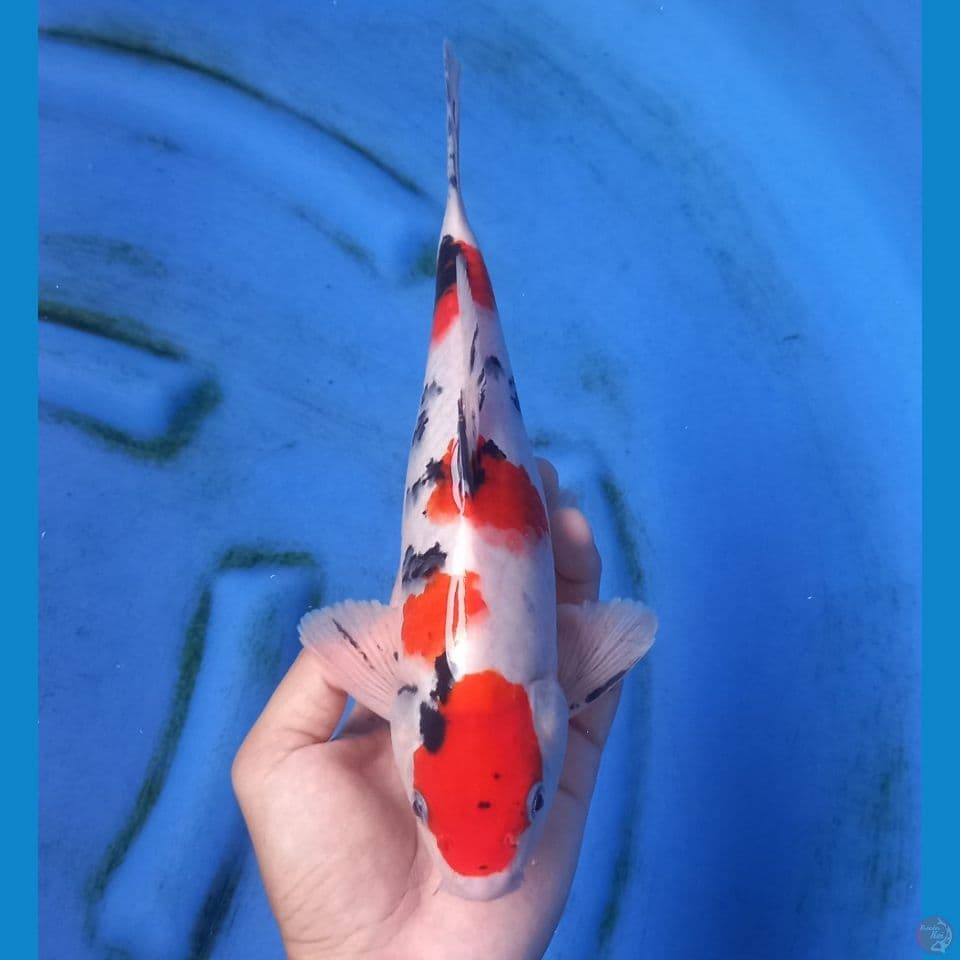 MARUTEN SANKE 28CM