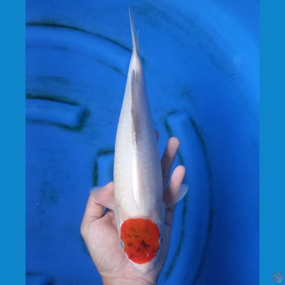 TANCHO AIGOROMO 33CM