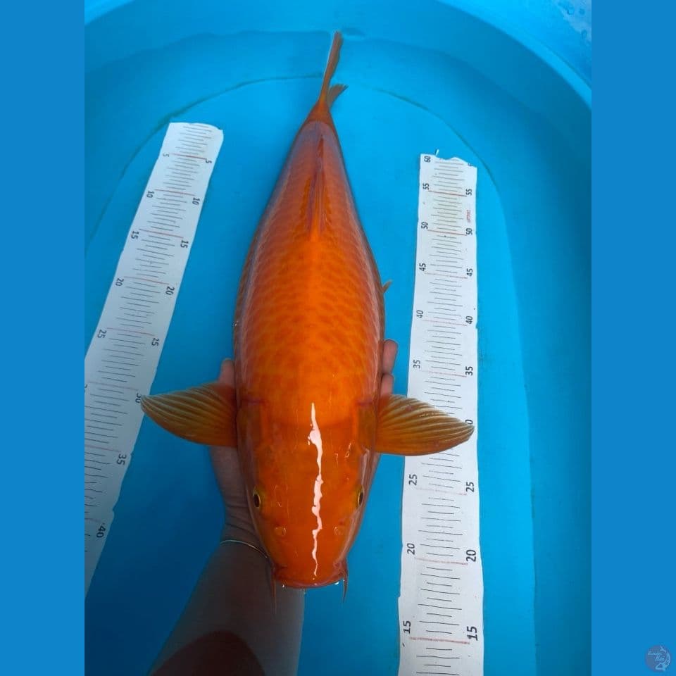karashi punuk jumbo 48 cm