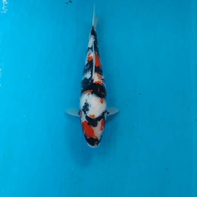 SHOWA 30 CM