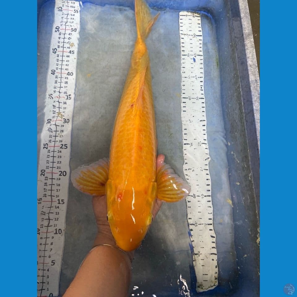 karashi jumbo 47 cm