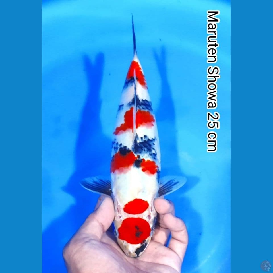 showa 25cm
