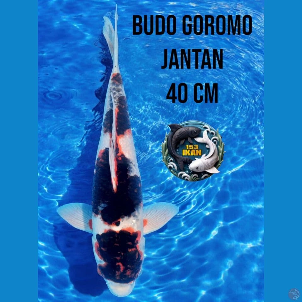 Budo Goromo