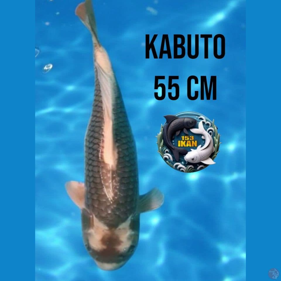 Kabuto