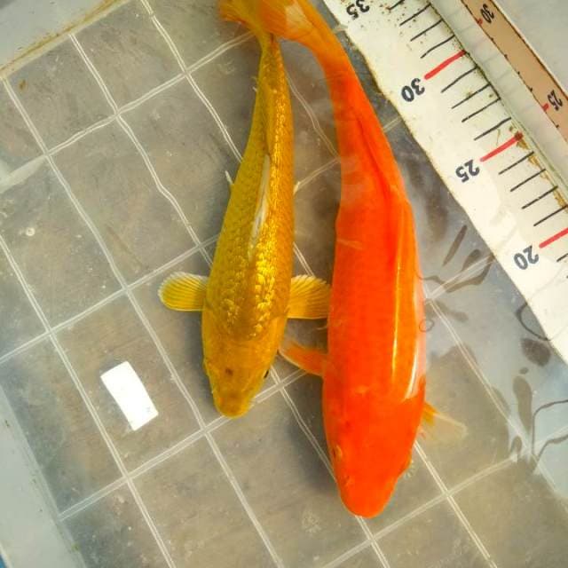 Cagaoi ginrin +benigoi. ±23+26,5cm.