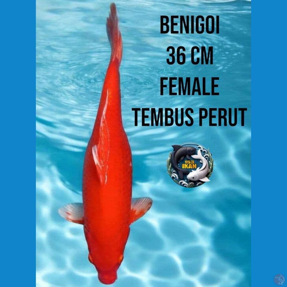 Benigoi