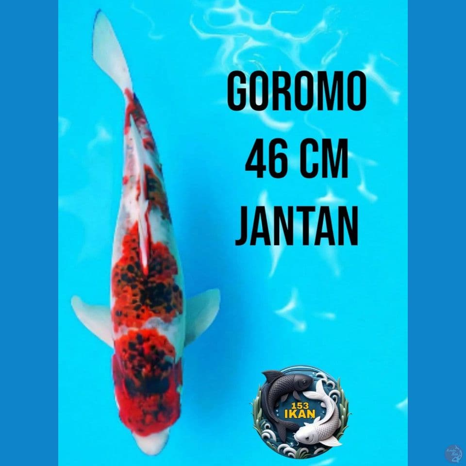 Goromo
