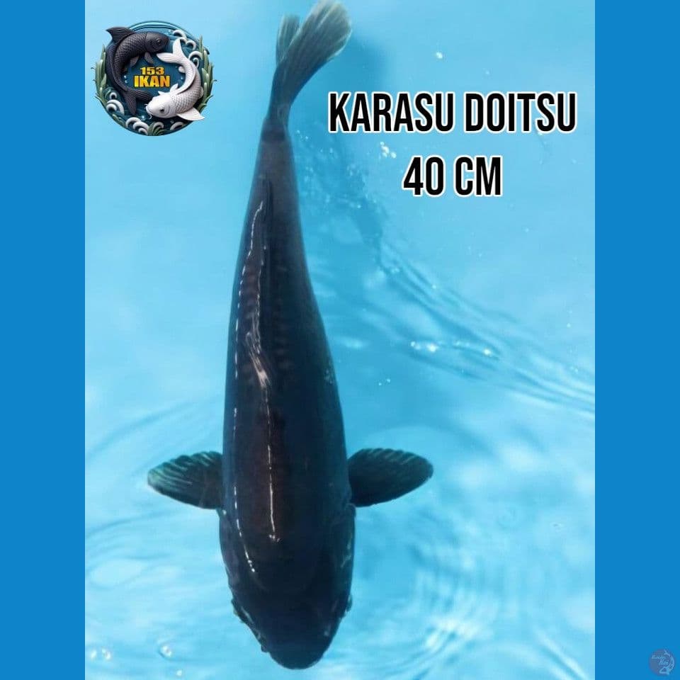 Karasu Doitsu