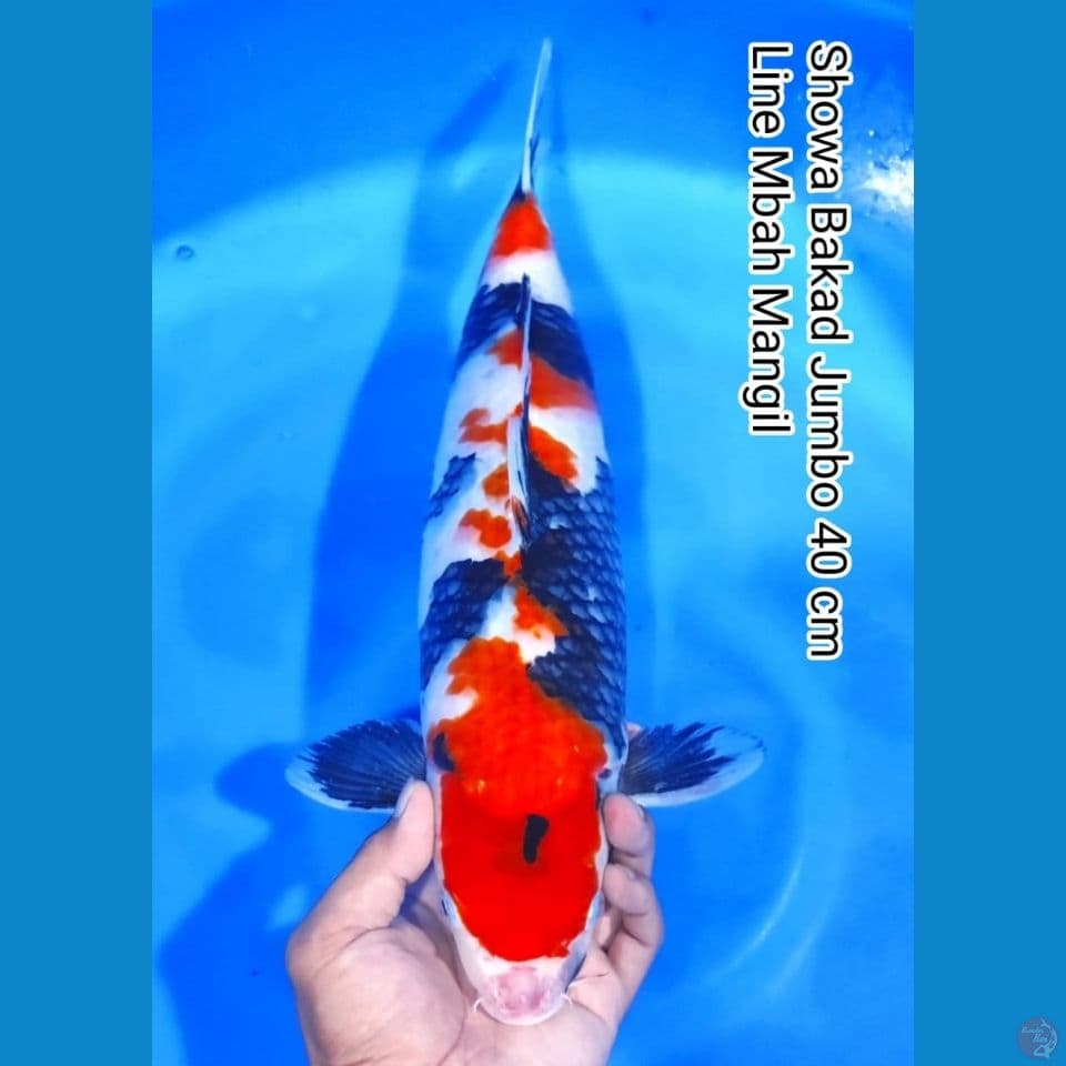 showa 40cm