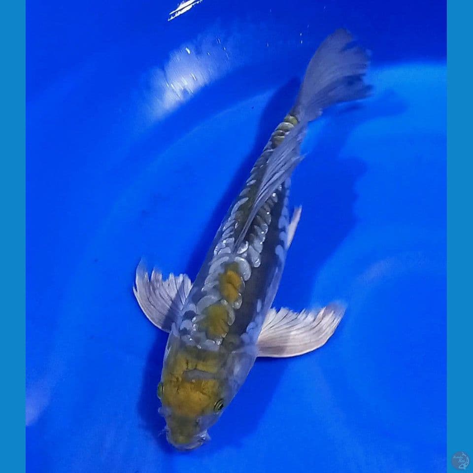 OCHIBA ARAGOKE 37CM MALE