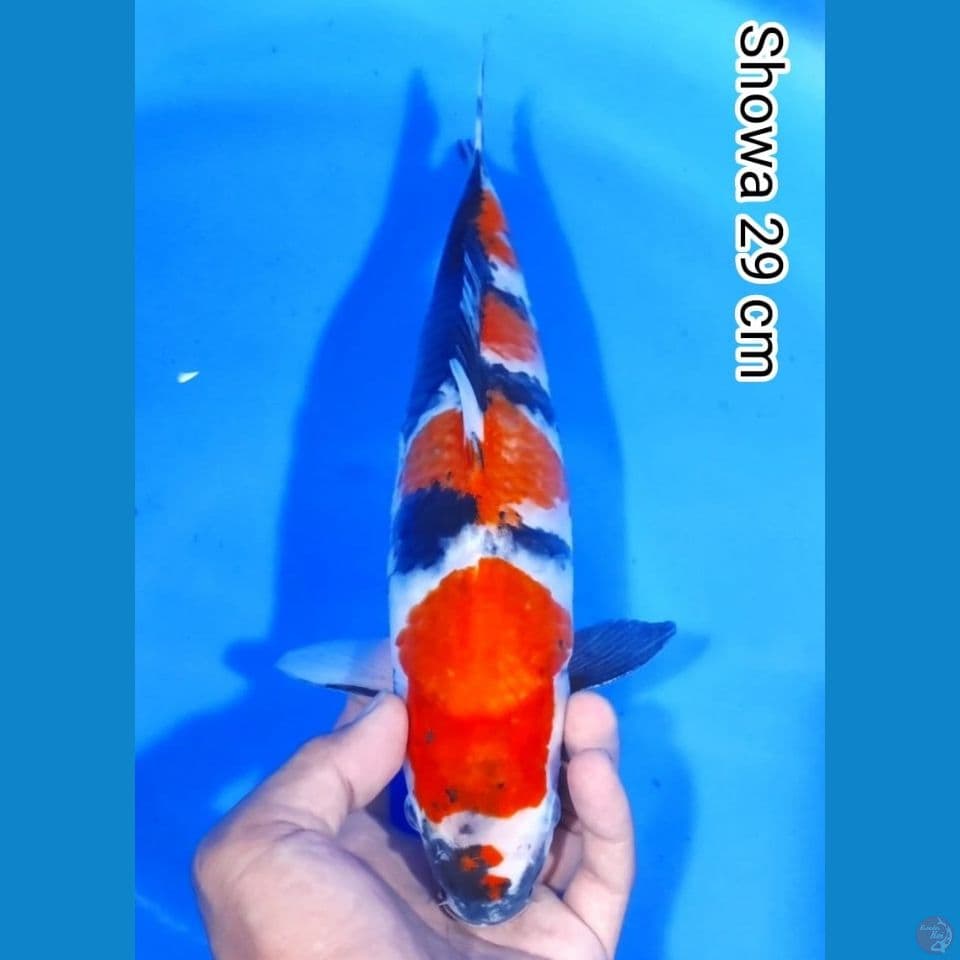 showa29cm