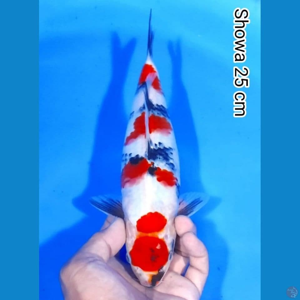 showa 25cm