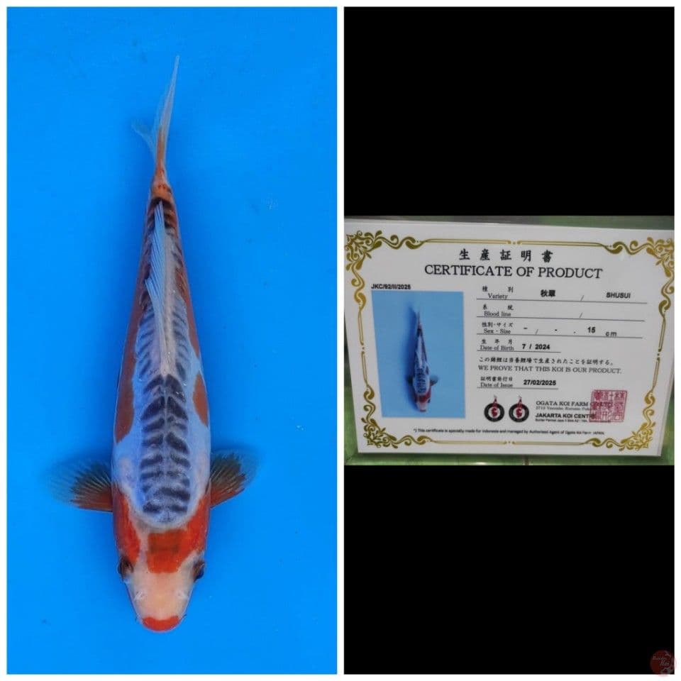 Ogata Shusui
