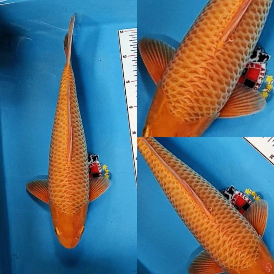Kawarimono jantan 45 cm