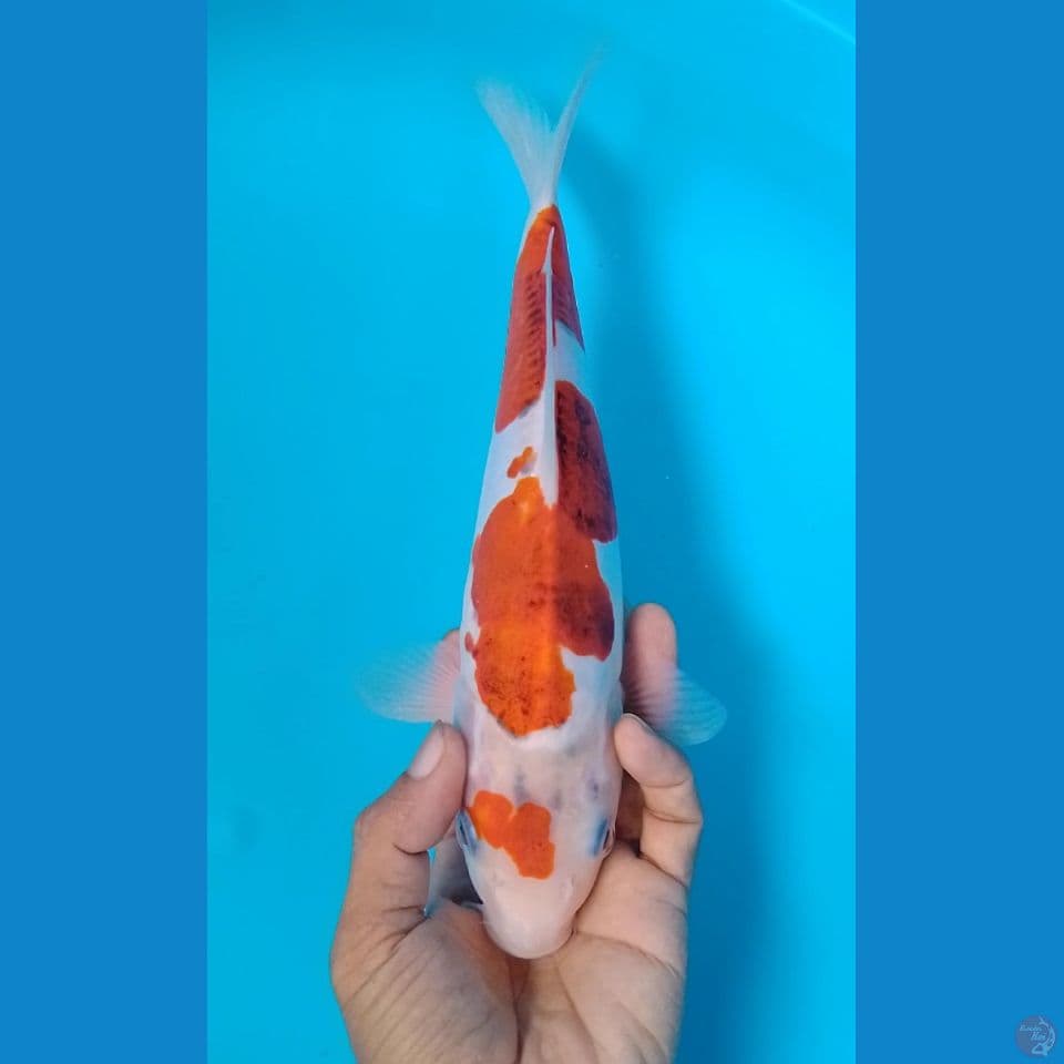 ai horomo doitshu 28cm
