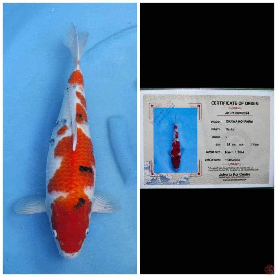 Jumbo Okawa Sanke