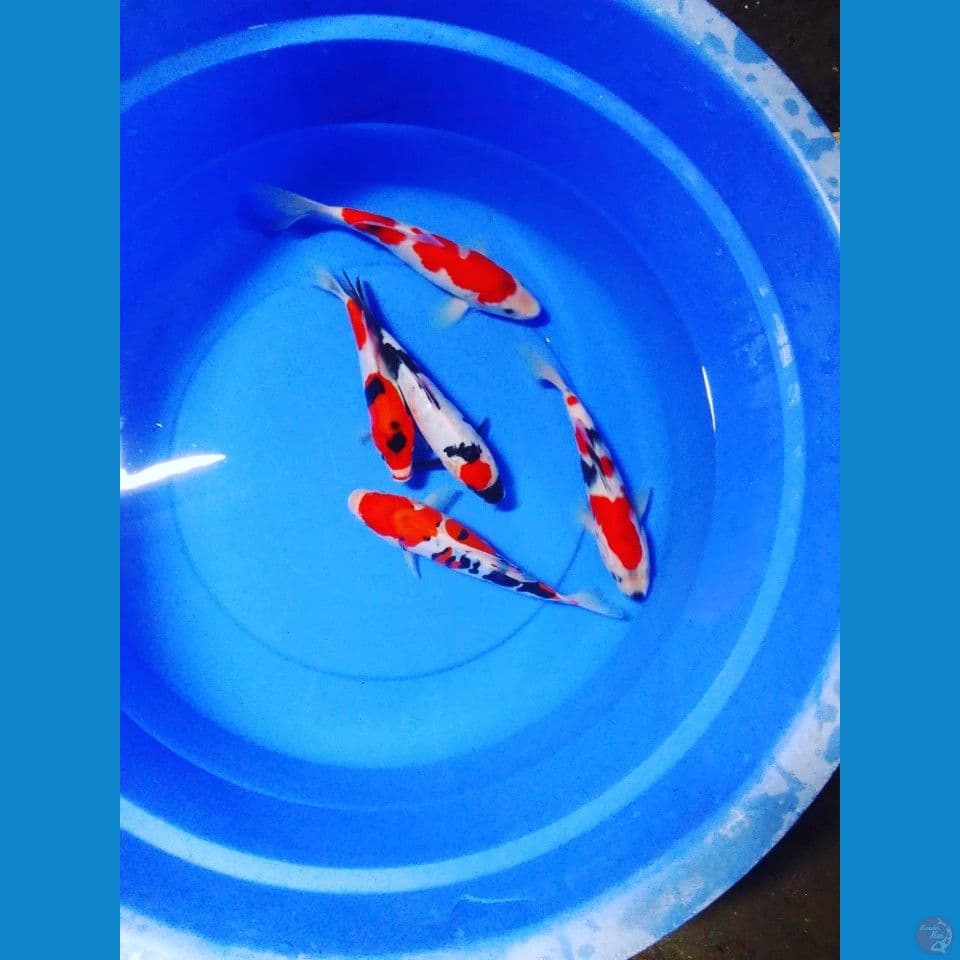 mix 5ekor 23,25cm