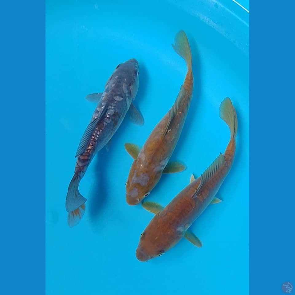 aragoke 24cm