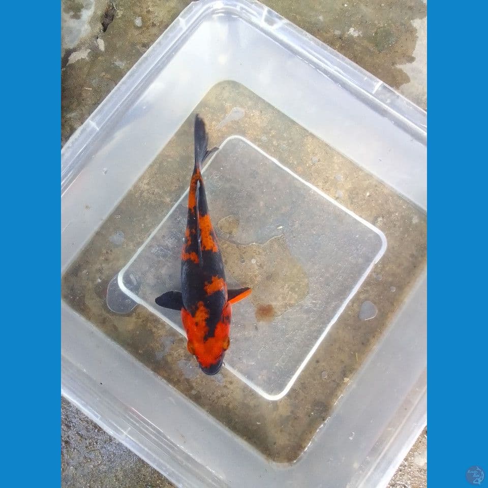 hi utsuri 12cm