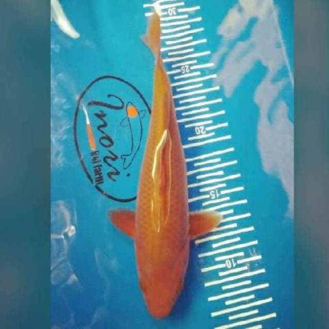 Ociba 21 cm
