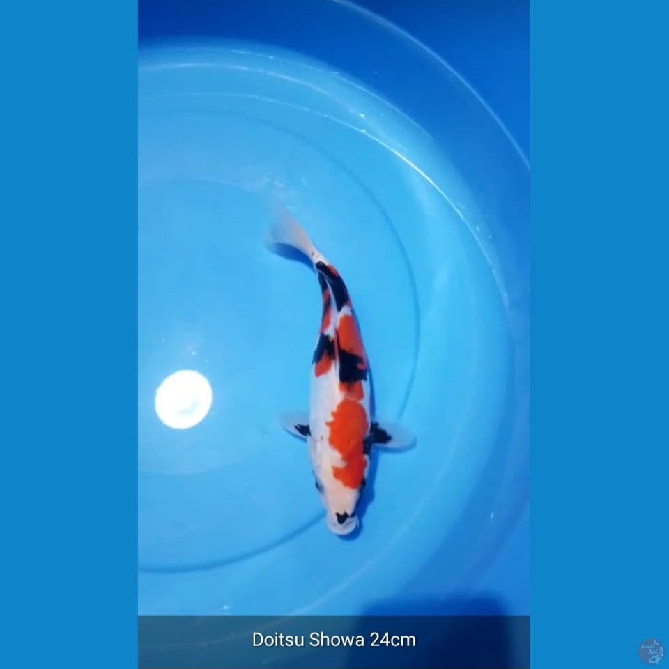 doitsu showa