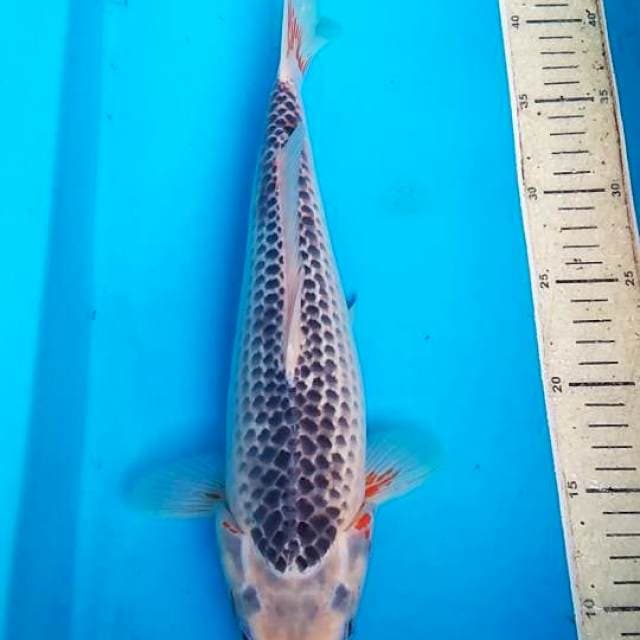 Asagi 35cm F1